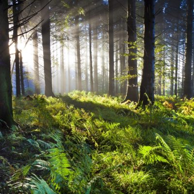 The Woody Biomass Hoax