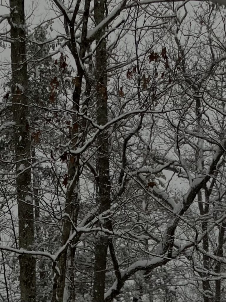 Going Down to Check the Mail in Winter