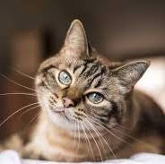 My cat Pascal and mortality