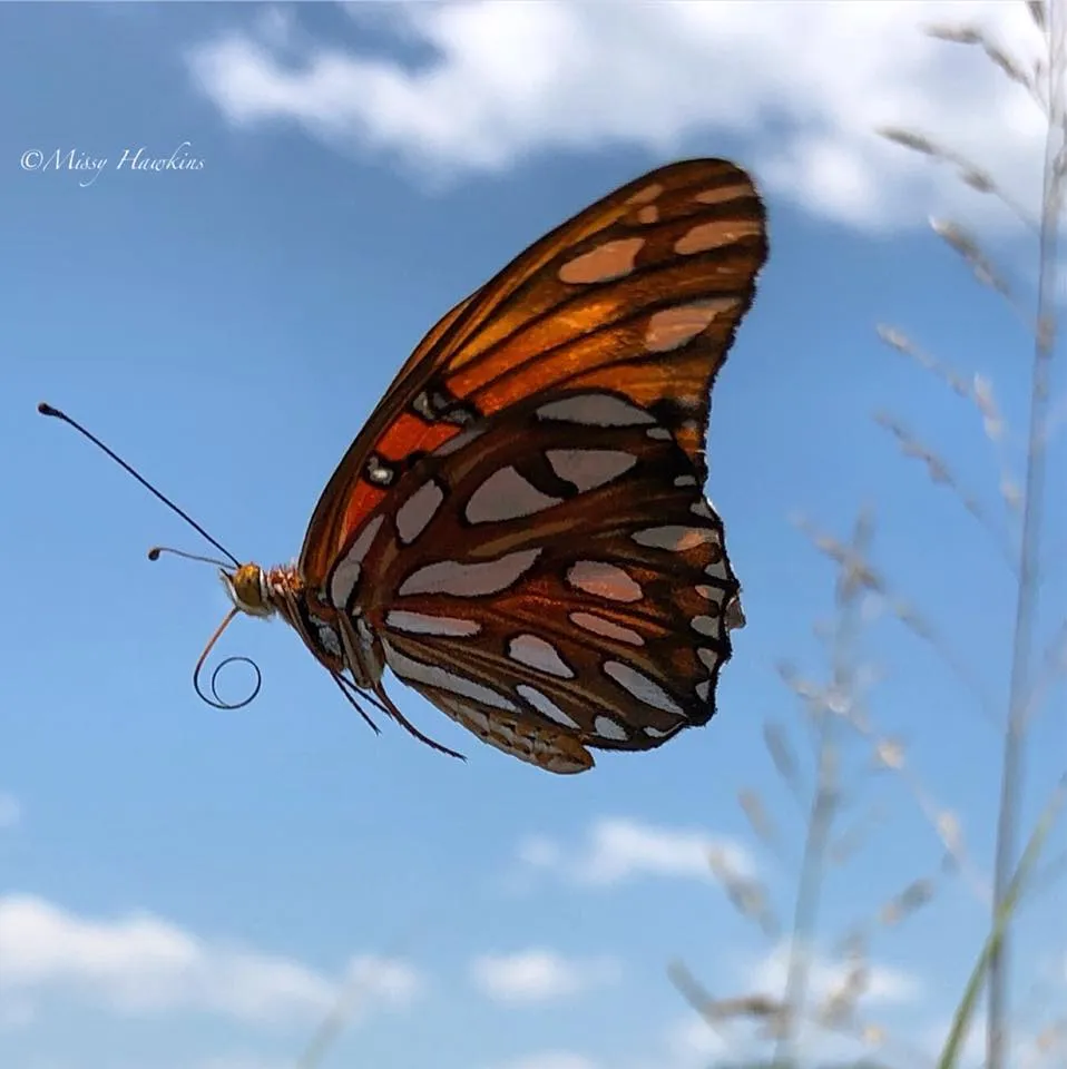 In flight