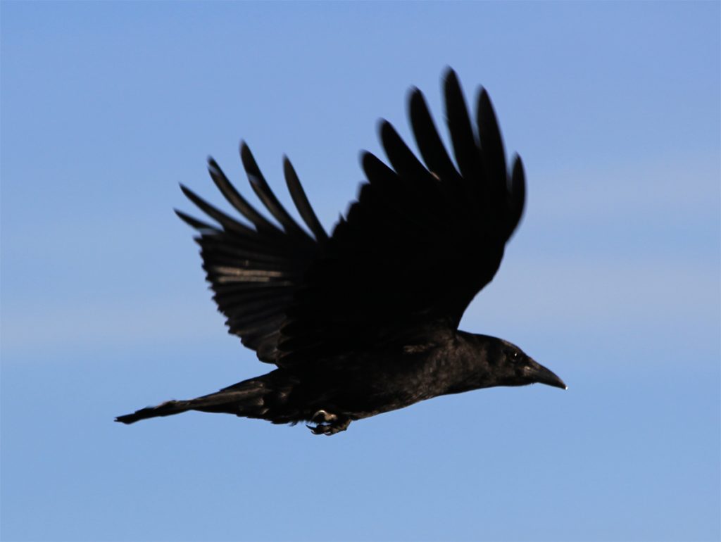 On crows