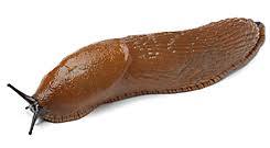 The finesse of slugs